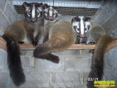 [�����е�������]ɽ���������в�è