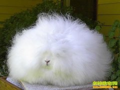 [�Ƽ�Է]��ë����Ŵ�����