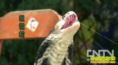 [�����е�����]������ĲƸ�