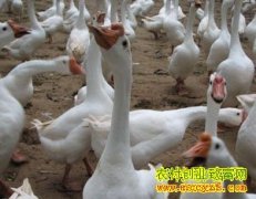 [ũ���������]������Ӷ���ֳ����