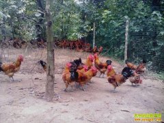 [ÿ��ũ��]������ɽ�����ĲƸ�