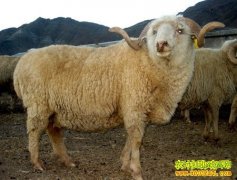 [�����е�����]����衸�ԭ���������¸�