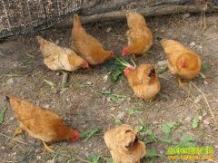 [ÿ��ũ��]����轵��������۸�