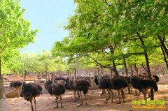 [�����е�������]�������ĲƸ�