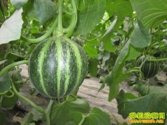 [ũ�����]����������༼����Ƶ