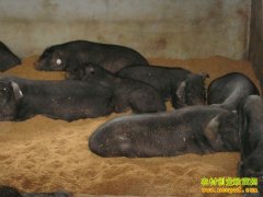 [ũ�����]��ʩ������ֳ������Ƶ