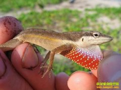 [�۽���ũ]ץ�ڻ���С�ı��̾�