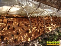 [��ֲ�¸�����]���������֥�¸���