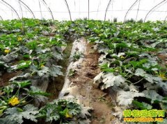 [ũ�����]�����߲˲��溦���ؼ�����Ƶ