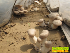 [ũ�����]�ӱ������γ�������