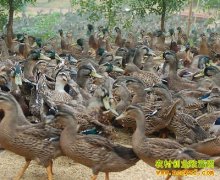 [�����е�]�ܽ����ڷɵ�ҰѼ��