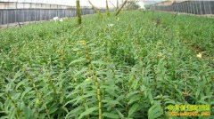 [�Ƽ�Է]�������ڶ�����ʯ������������