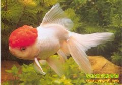 [�����е�������]�ﱦ���������ĲƸ�