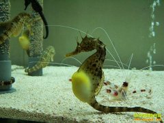 [ÿ��ũ��]������ˮ�е�����������