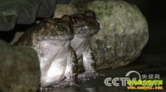 [�¸���]Ҷ����Ѻ��ȫ�����ҽ�ɽ��ʯ��