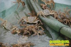 [ÿ��ũ��]��բз���ء�����