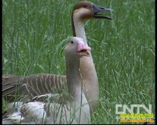 [�����е�]���ӷ�:���㵰�����Ƹ�