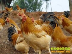 [ÿ��ũ��]���ڸ�ԭ �i��������