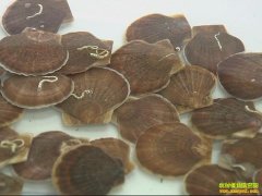 [ũ�����]�������ֳ������Ƶ