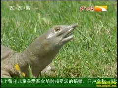 [��ֳ�¸�����]����ˮ������������