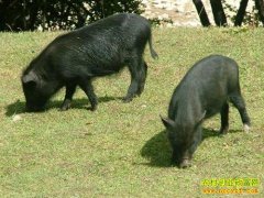 [�����е�]�ݺ��ԭ��ާ������ֳ�¸���Ƶ