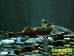 [ũ�����]������������ֳ������Ƶ