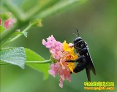 [ũ�����]�½��ڷ���ֳ������Ƶ