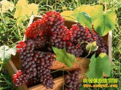 [ÿ��ũ��]���������۵�����׬Ǯ��