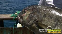 [�¸���]�Ϻ�����¬�����Ĵ���Ƹ�