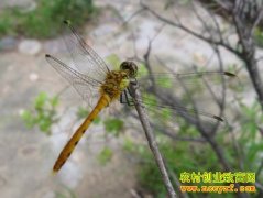 [ÿ��ũ��]ˮ����ζ ˮ������Ǯ׬