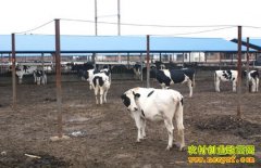 [�Ƽ�Է��ţ]һͷţ��9���̵�����