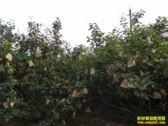 [ũ�����]�״�������Ʒ������μ���