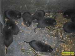 [ũ�����]������ֳ������Ƶ