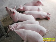 [�Ƽ�Է����]ǧͷ����˯һ�Ŵ�