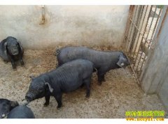 [ũ���������]���������ֳ������Ƶ