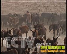 [�Ƽ�Է��¿]��¿��Ϊ��¿��