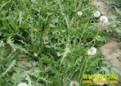 [ũ�����]����������ֲ�ѹ�Ӣ������Ƶ