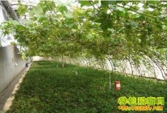 �������Ѳ�ݮ�������༼����Ƶ