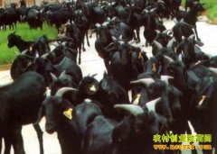 [ũ�����]���к�ɽ����ֳ������Ƶ