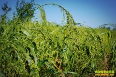 [ÿ��ũ��]������� ����С�׹��ڵ�����