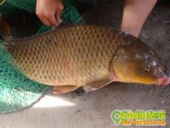 [ÿ��ũ��]�����е� ��ɫ�Ľ���������