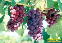 [ÿ��ũ��]����ĸ�п�������۸�