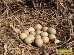 [�����е�������]���㵰�����Ƹ�