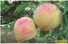 [ũ�����]����������ֲ������Ƶ