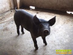 [ũ���������]³��������ֳ������Ƶ