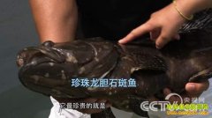 [�¸���]̨�����˺���չ��ǧ���ʲ�����ս