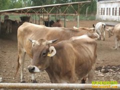 [�Ƽ�Է��ţ]�½���ţ���ţ