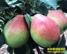 [ÿ��ũ��]����Ʒ�� �������������