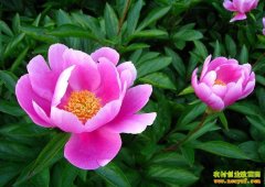 [ũ�����]��ҩ��ֲ������Ƶ