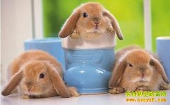 [ũ�����]������Ʒ�ֽ�����Ƶ